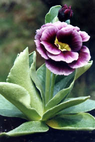 Primula auricula hybrids (4)